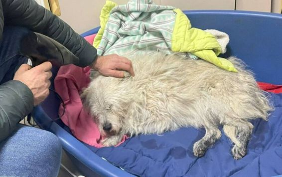 Inca un suflet salvat | imaginea 1