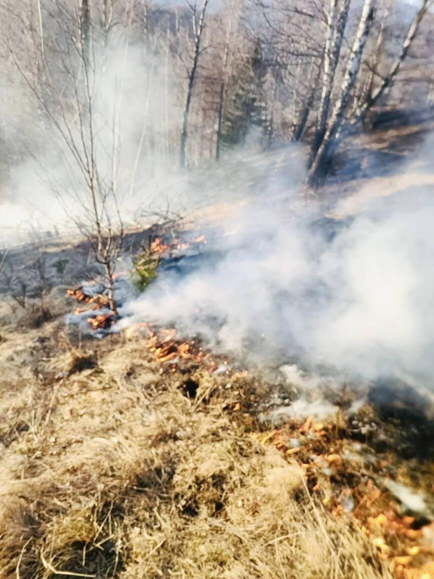 Bilant negru la ISU Brasov  Numeroase incendii de vegetatie | imaginea 2