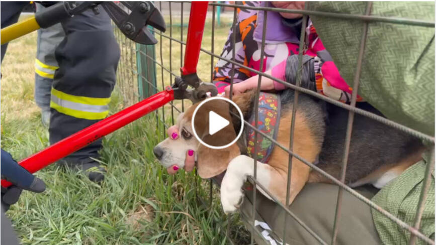 Catel salvat dintr un gard  de pompierii brasoveni | imaginea 1