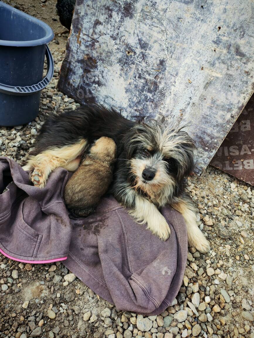 Doi catelusi  salvati din canalizare la Deva | imaginea 1