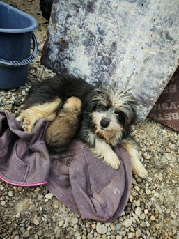 Doi catelusi salvati din canalizare la Deva | imaginea 1