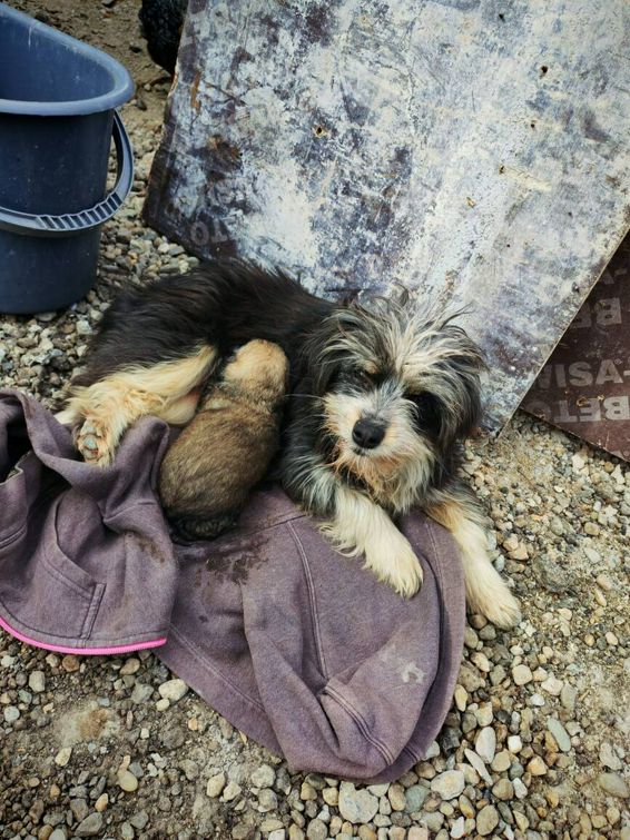 Doi catelusi  salvati din canalizare la Deva | imaginea 1