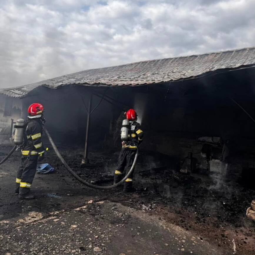 Mobilizare masiva  Animale salvate din calea focului | imaginea 1