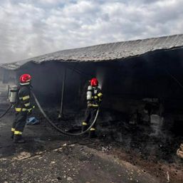 Mobilizare masiva Animale salvate din calea focului | imaginea 1