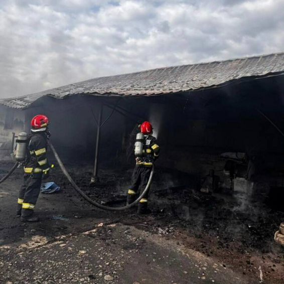 Mobilizare masiva  Animale salvate din calea focului | imaginea 1