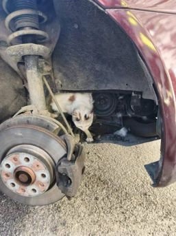 Misiune pentru un suflet in pericol | imaginea 1