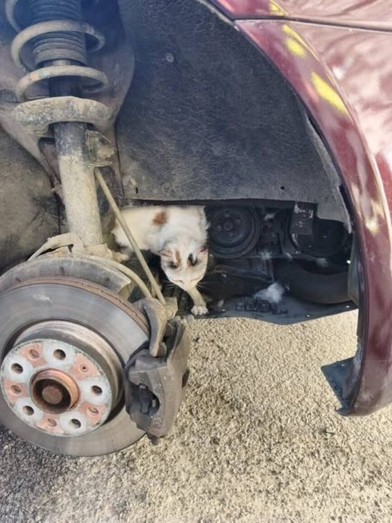 Misiune pentru un suflet in pericol | imaginea 1