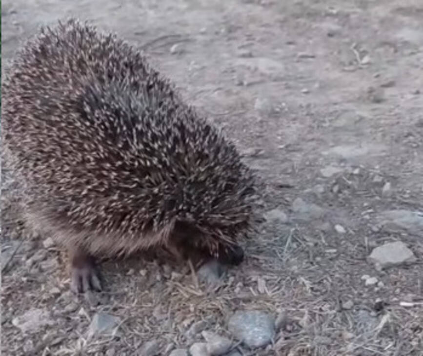 Misiune speciala  Arici in dificultate | imaginea 1