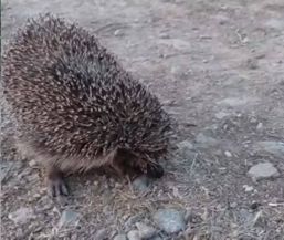 Misiune speciala  Arici in dificultate | imaginea 1