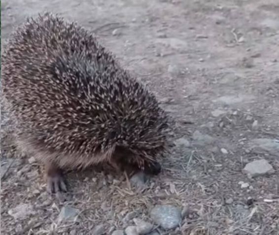 Misiune speciala  Arici in dificultate | imaginea 1