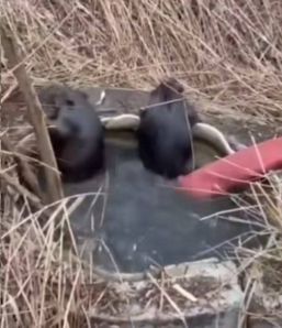 Pompierii au salvat doi castori folosind o metoda ingenioasa | imaginea 1