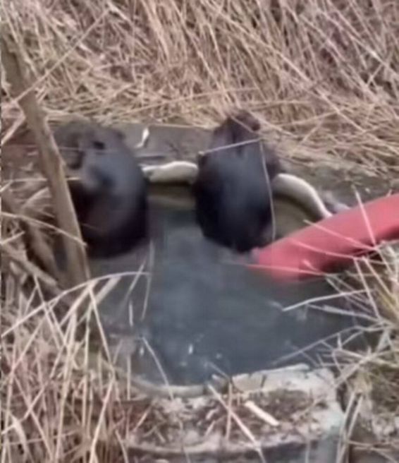 Pompierii au salvat doi castori folosind o metoda ingenioasa | imaginea 1