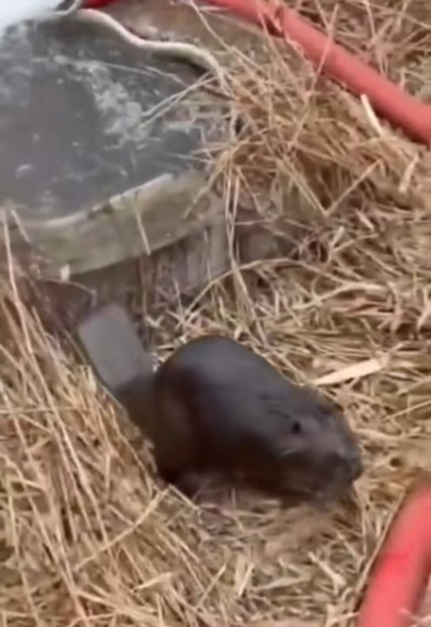 Pompierii au salvat doi castori folosind o metoda ingenioasa | imaginea 2