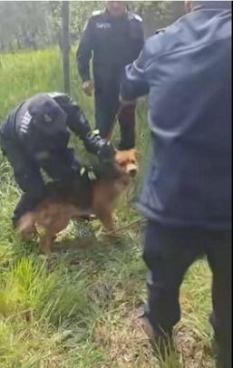 Rex a fost salvat | imaginea 1