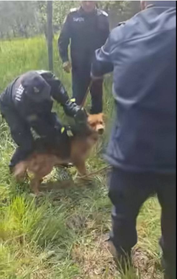 Rex a fost salvat | imaginea 1