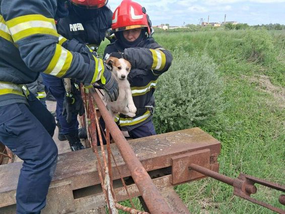 Catelus speriat si blocat intr un pod  salvat de pompieri | imaginea 1