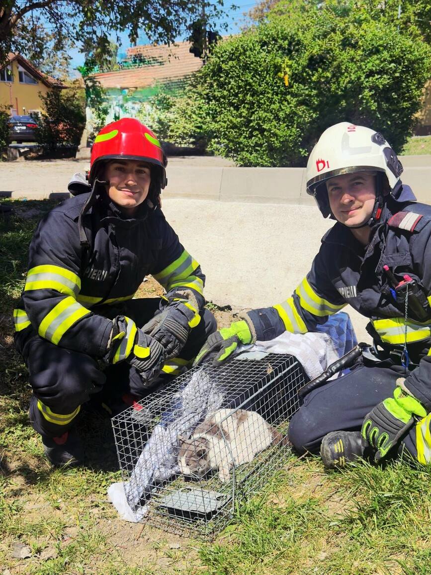 De la incendii violente  la salvarea unei pisici | imaginea 2