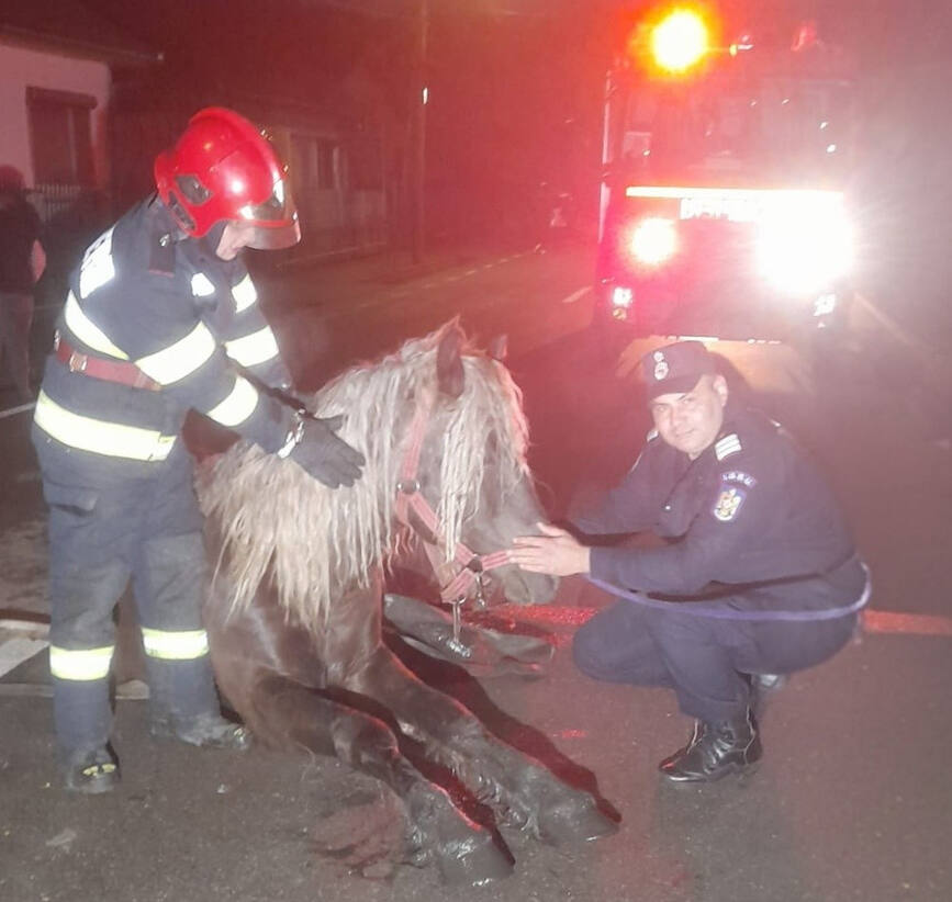 Misiune cu suflet  Cal salvat de pompieri | imaginea 1