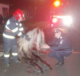 Misiune cu suflet  Cal salvat de pompieri | imaginea 1