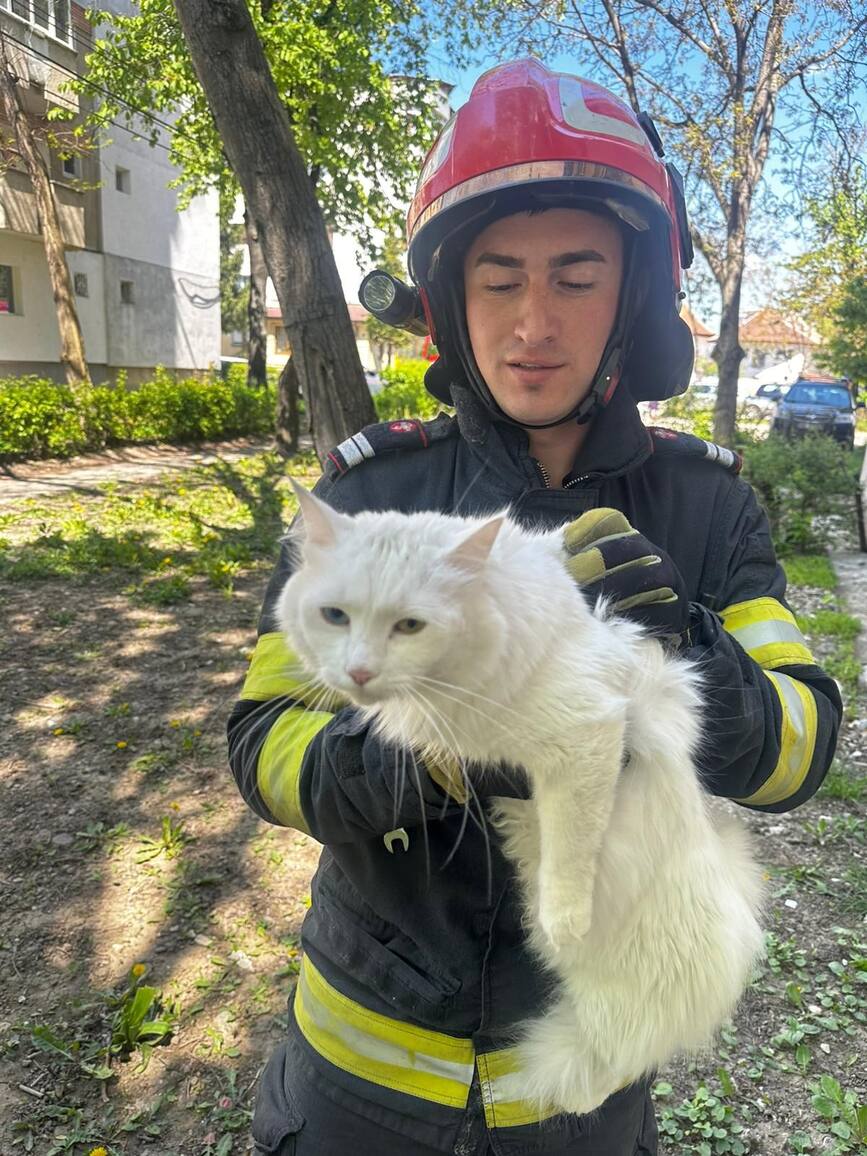 Misiune la inaltime  Pisica salvata de pompierii bacauani | imaginea 1