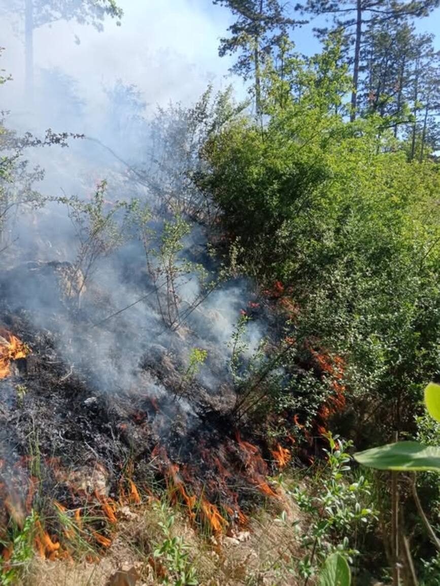 Mobilizare masiva in Bihor  Incendiu pe un deal impadurit | imaginea 1