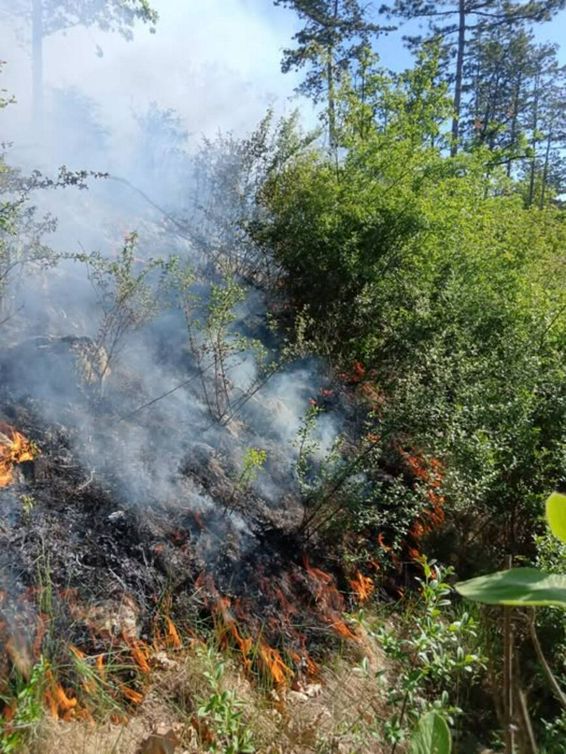 Mobilizare masiva in Bihor  Incendiu pe un deal impadurit | imaginea 1