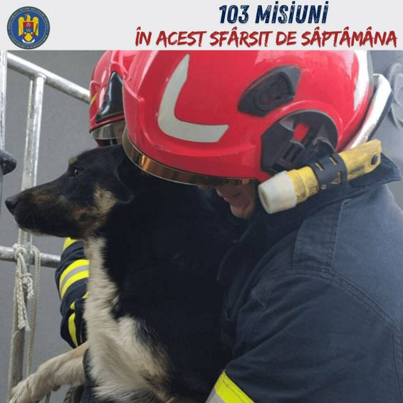 Pompierii au salvat un caine de pe acoperisul unui bloc | imaginea 1