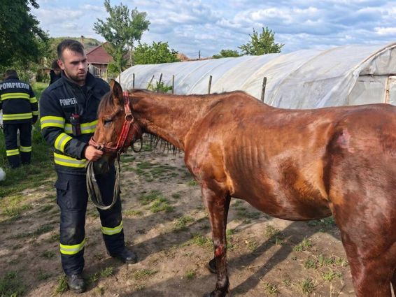 Un caine si un cal  salvati in ultimul moment | imaginea 1