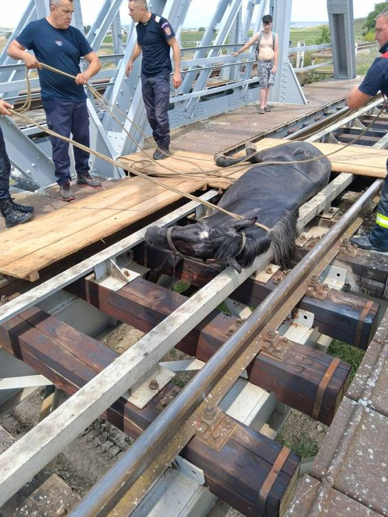 Cal blocat pe calea ferata  salvat de pompieri | imaginea 1