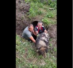 Cum a fost salvat un catel captiv in mal | imaginea 1