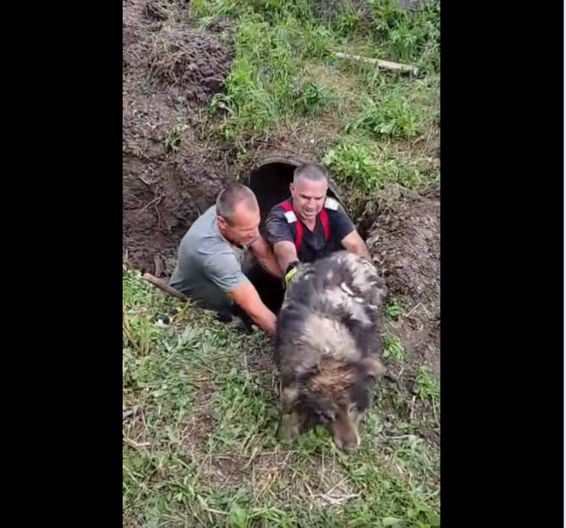 Cum a fost salvat un catel captiv in mal | imaginea 1