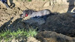 Luna de foc pentru ISU Covasna  De la incendii la salvari de animale | imaginea 1
