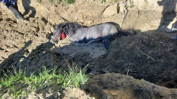 Luna de foc pentru ISU Covasna  De la incendii la salvari de animale | imaginea 1