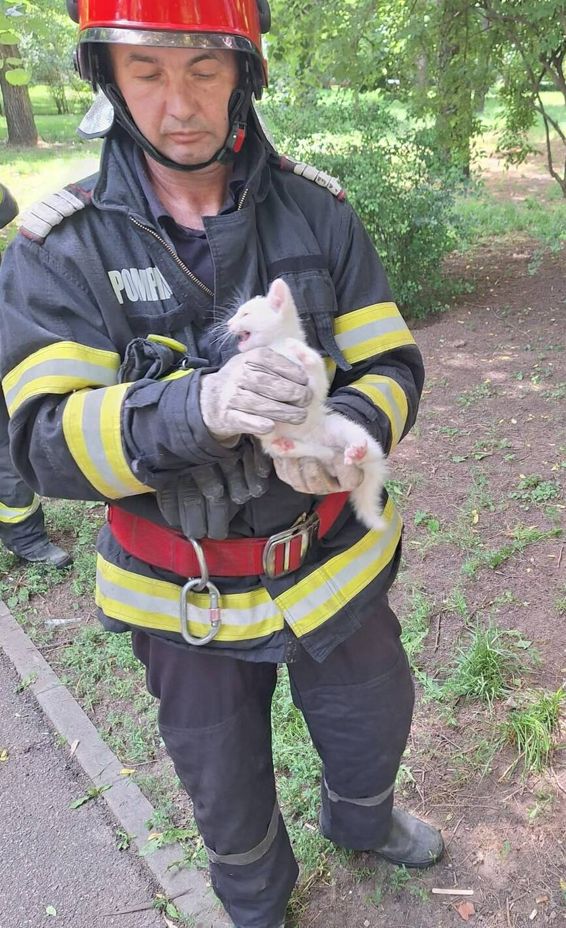Misiuni de suflet  Un catelus si o pisica  salvati de pompieri | imaginea 1
