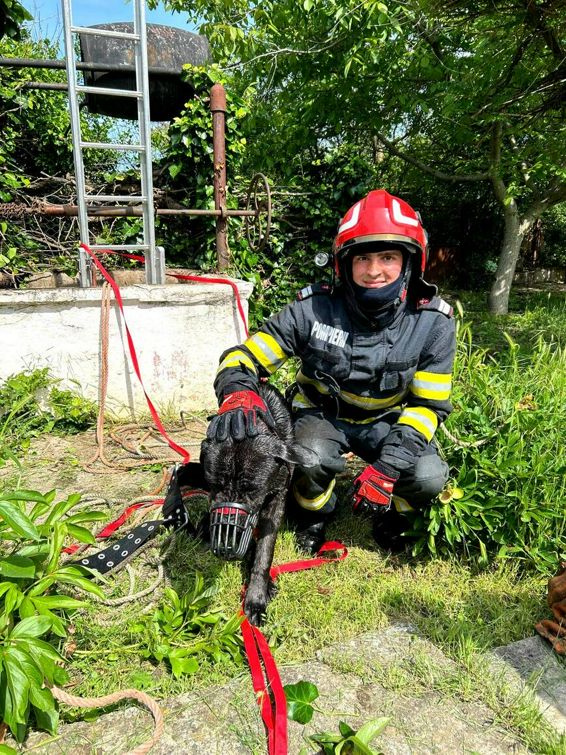 Peste 100 de animale si pasari  salvate de pompierii timiseni | imaginea 1