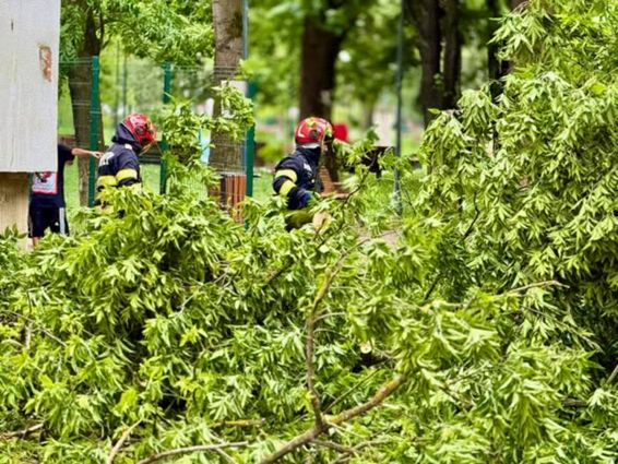 Prapad provocat de vijelii in Botosani | imaginea 1