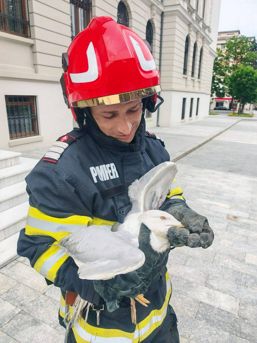 Salvare la inaltime  Au intervenit pentru un pescarus blocat | imaginea 1