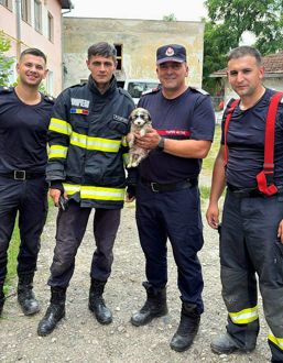 Sapaturi cu buldoexcavatorul pentru salvarea unui catel | imaginea 1