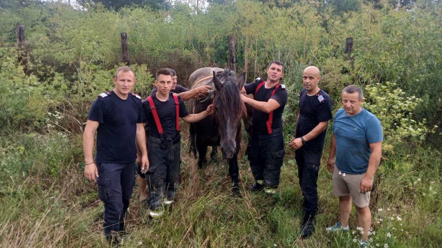 4 ore pentru o viata  Iapa salvata dintr un beci | imaginea 1