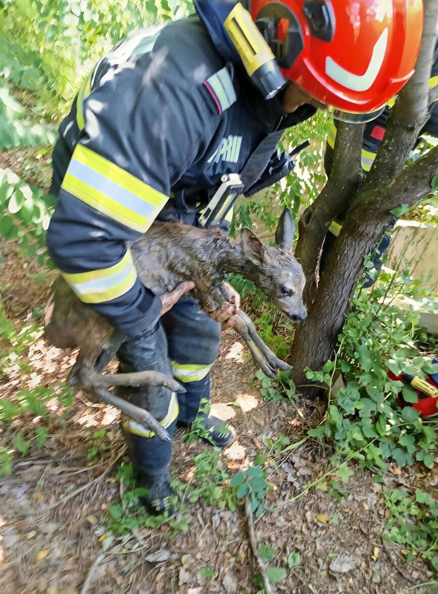Salvat de pompieri si eliberat inapoi in natura | imaginea 1