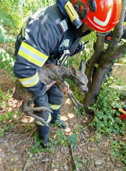 Salvat de pompieri si eliberat inapoi in natura | imaginea 1