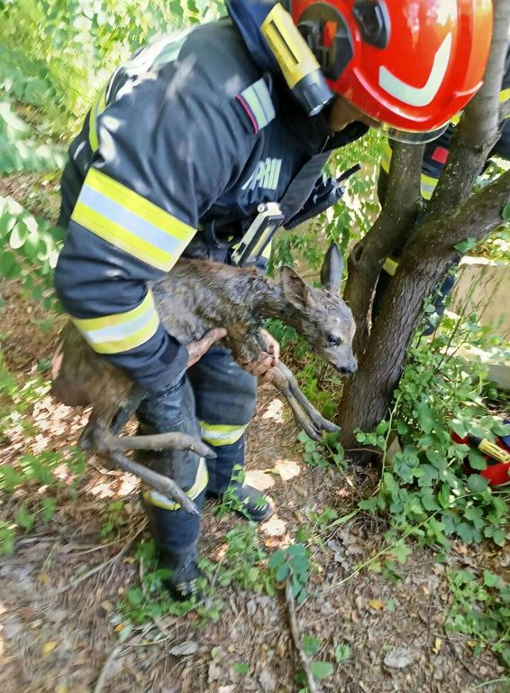 Salvat de pompieri si eliberat inapoi in natura | imaginea 1