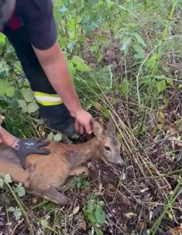 Caprioara blocata intr un bazin adanc de 3 metri | imaginea 1