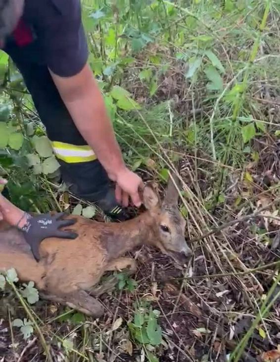 Caprioara blocata intr un bazin adanc de 3 metri | imaginea 1