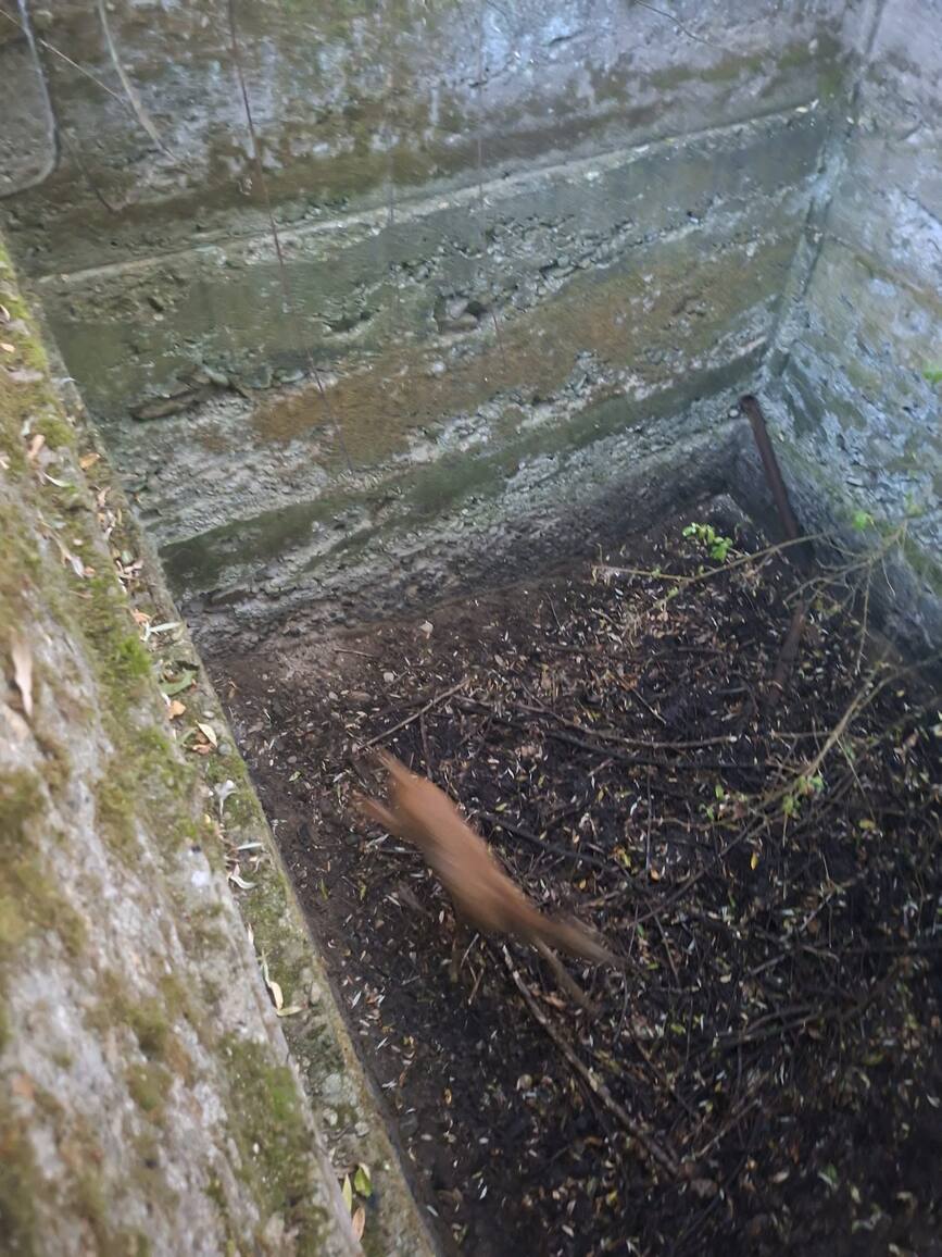Caprioara blocata intr un bazin adanc de 3 metri | imaginea 2