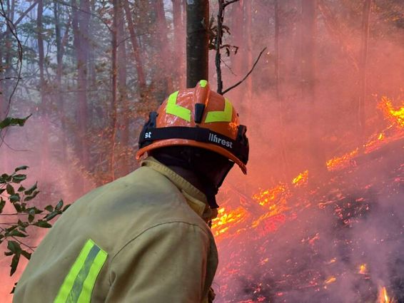 Cod Rosu de foc in Bihor | imaginea 1