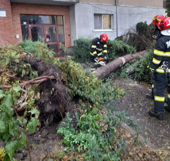 De la arbori prabusiti  la o persoana surprinsa de un mal de pamant | imaginea 1