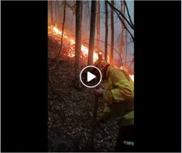 Incendiu de proportii in zona impadurita | imaginea 1