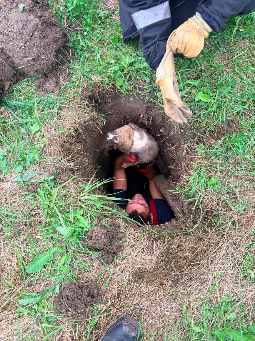 Pisica si caini  salvati din fantani si gropi de catre pompieri | imaginea 2