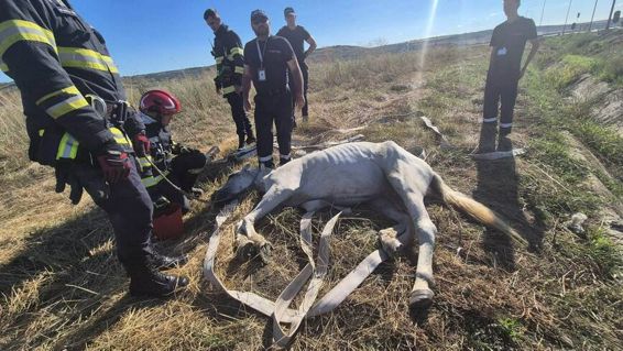 Pompierii au salvat un cal aflat in pericol iminent | imaginea 1